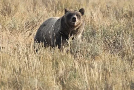 Backpacker Injured by Bear in Yellowstone Air Lifted to Medical Facility